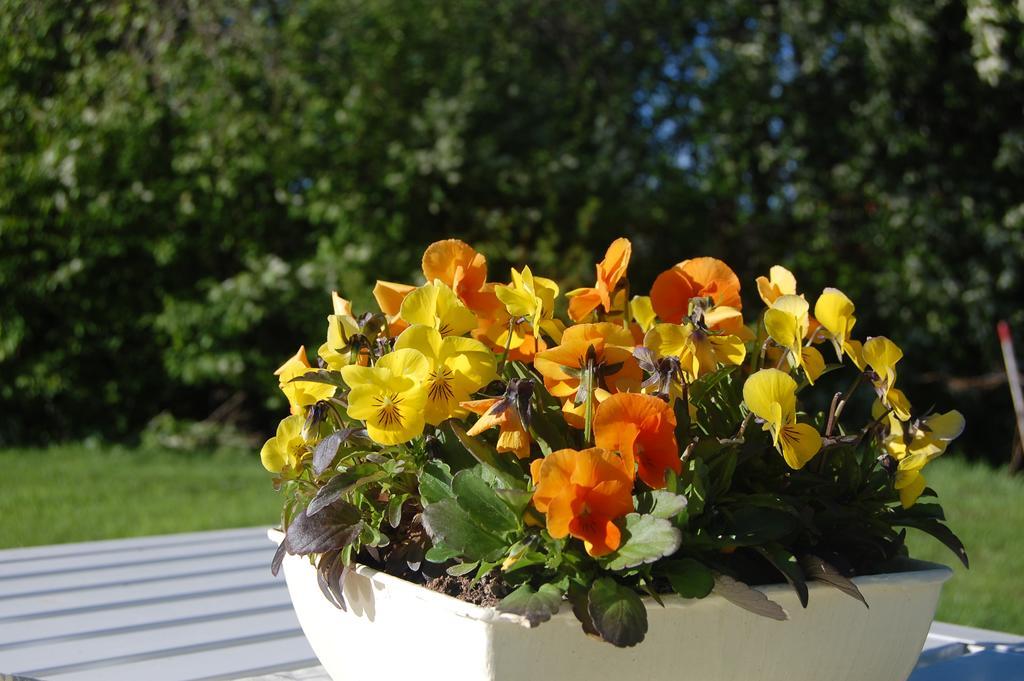 Brunnsgarden Bed & Breakfast Skellefteå Eksteriør bilde
