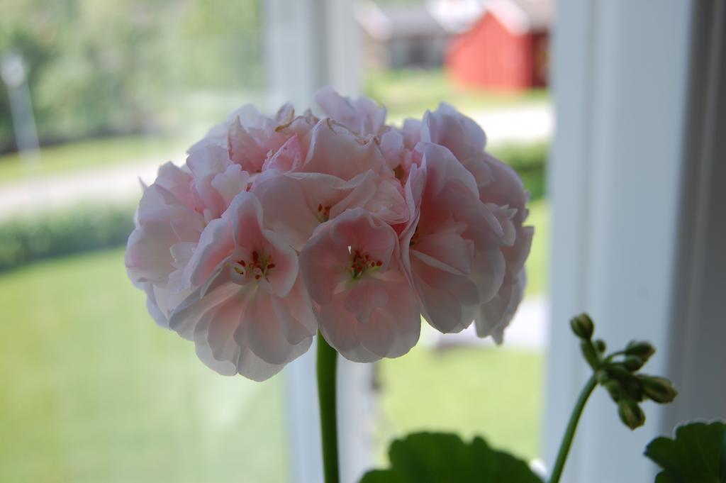 Brunnsgarden Bed & Breakfast Skellefteå Eksteriør bilde